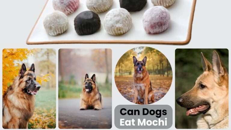 Can Dogs Eat Mochi? A Brief Guide