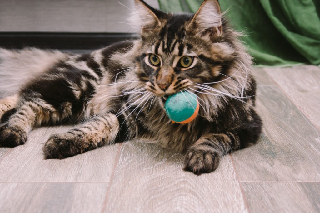 Playtime for Your Maine Coon and Tabby Mix!