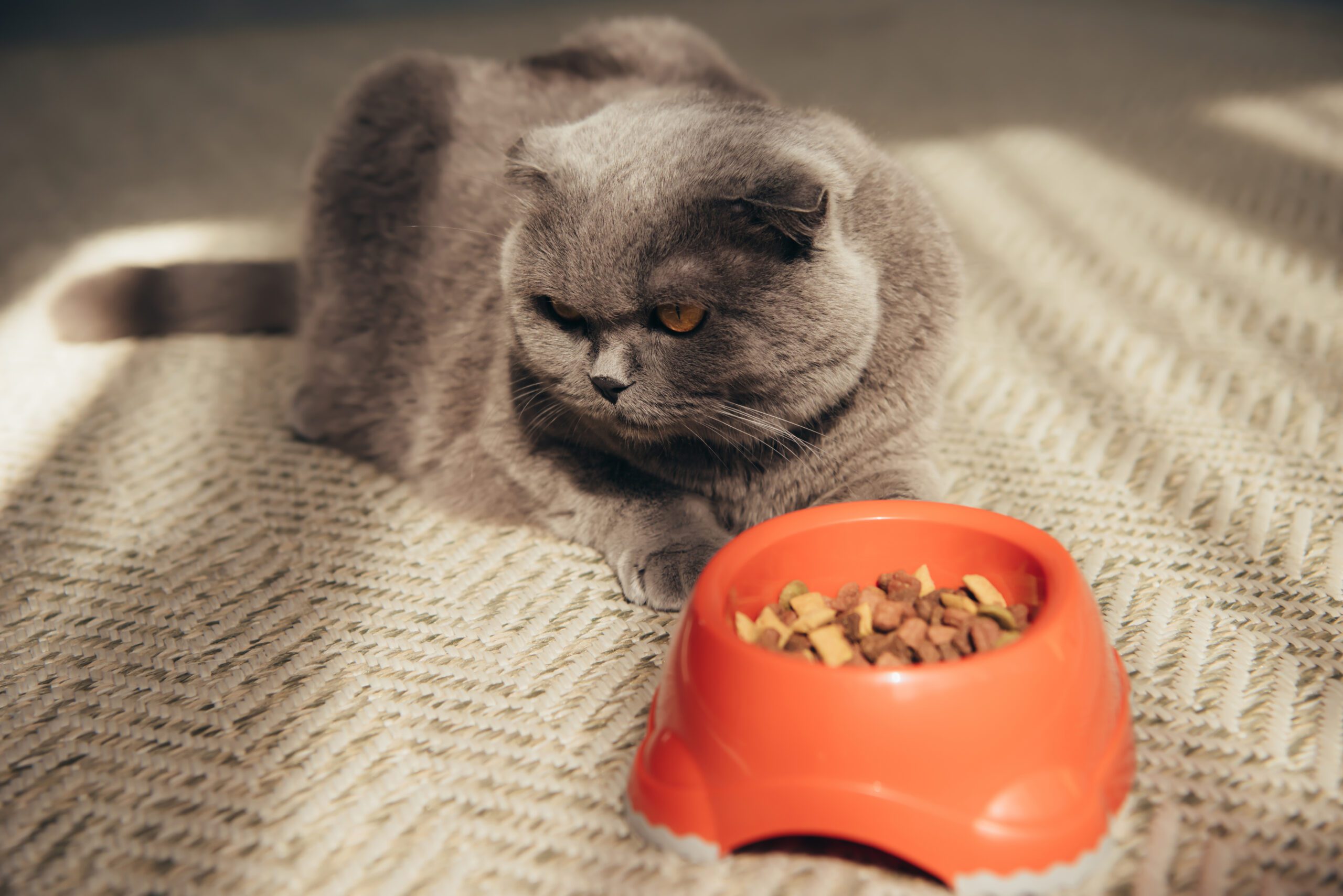 What Can Cats Eat and Not Eat