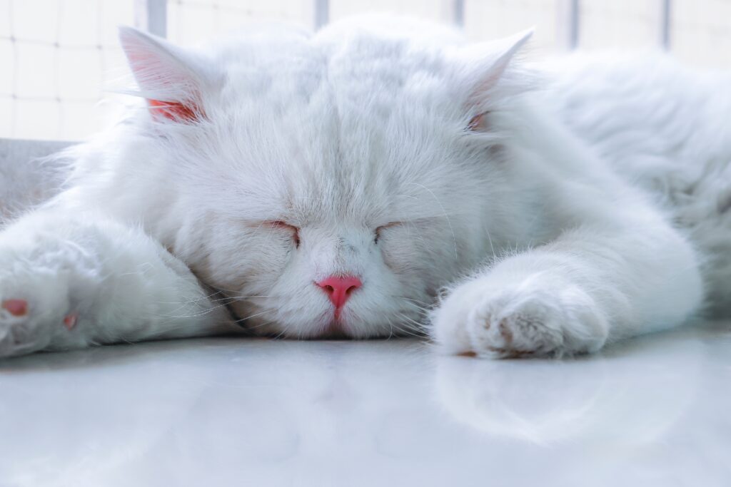 are cats sleeping all day and night