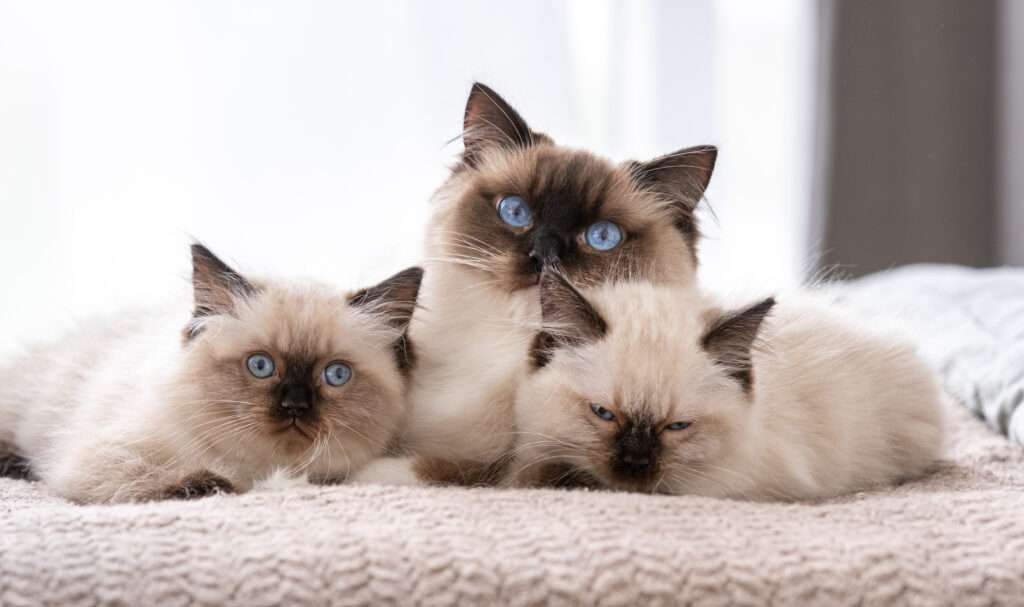 beautiful colors traditional ragdoll cats can have