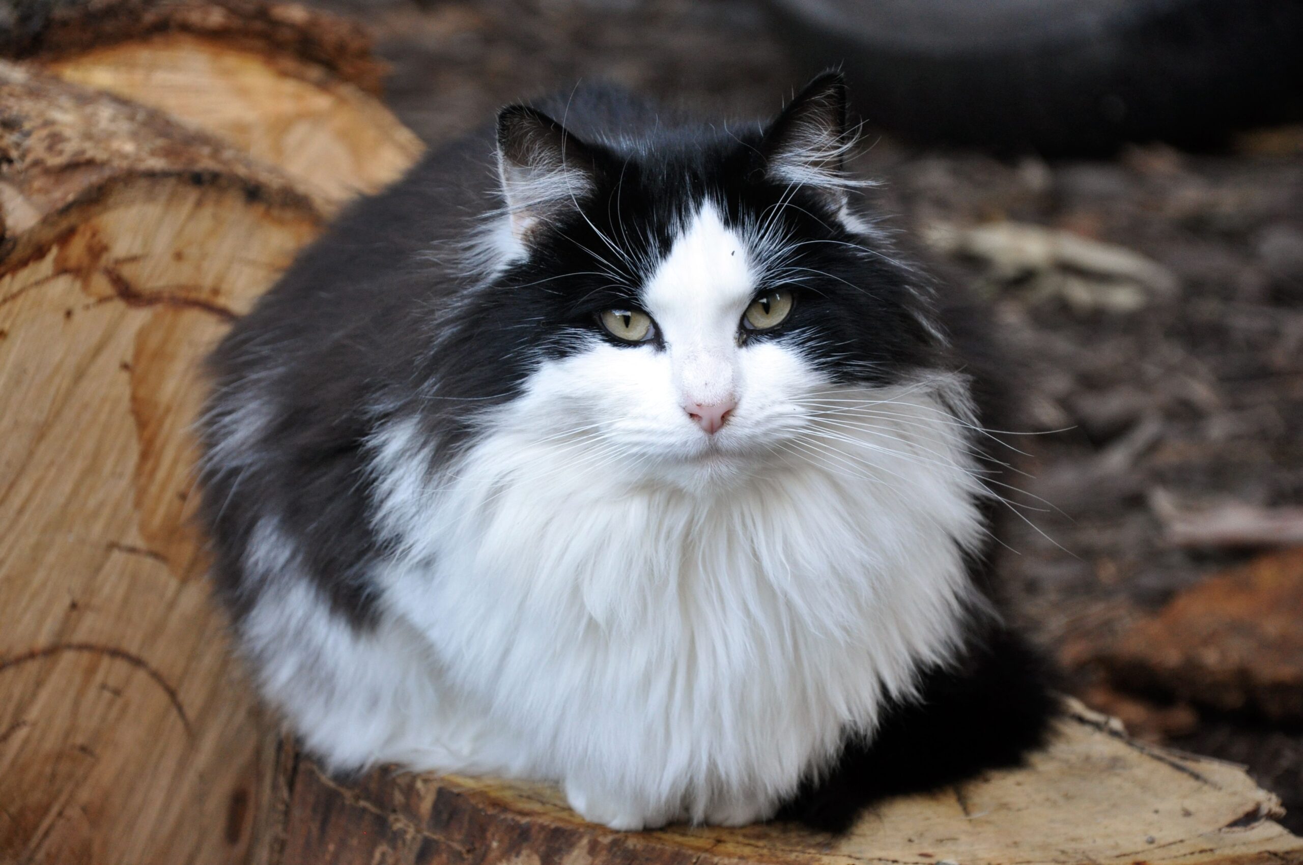 black and white maine coon scaled