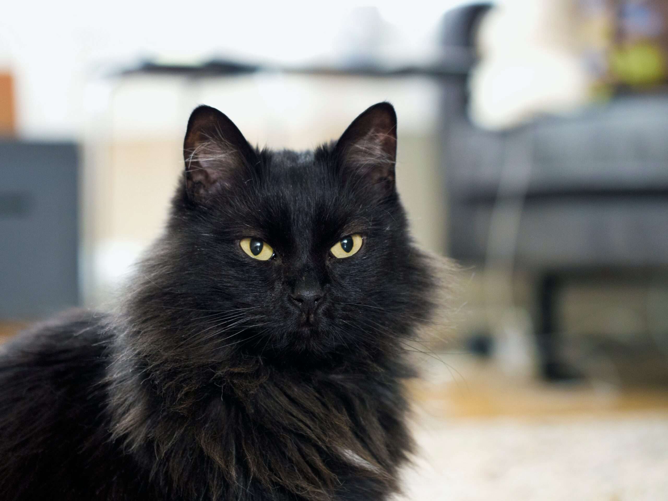 Black Ragdoll Cat: Unveiling the Mystery and Magic