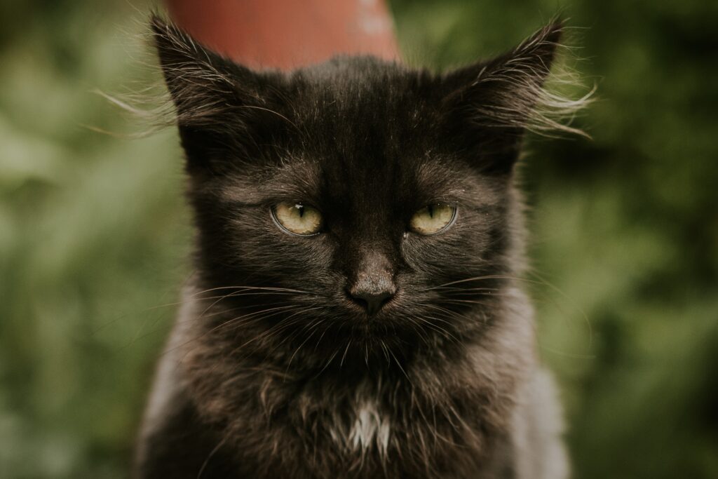 black smoke maine coon kitten