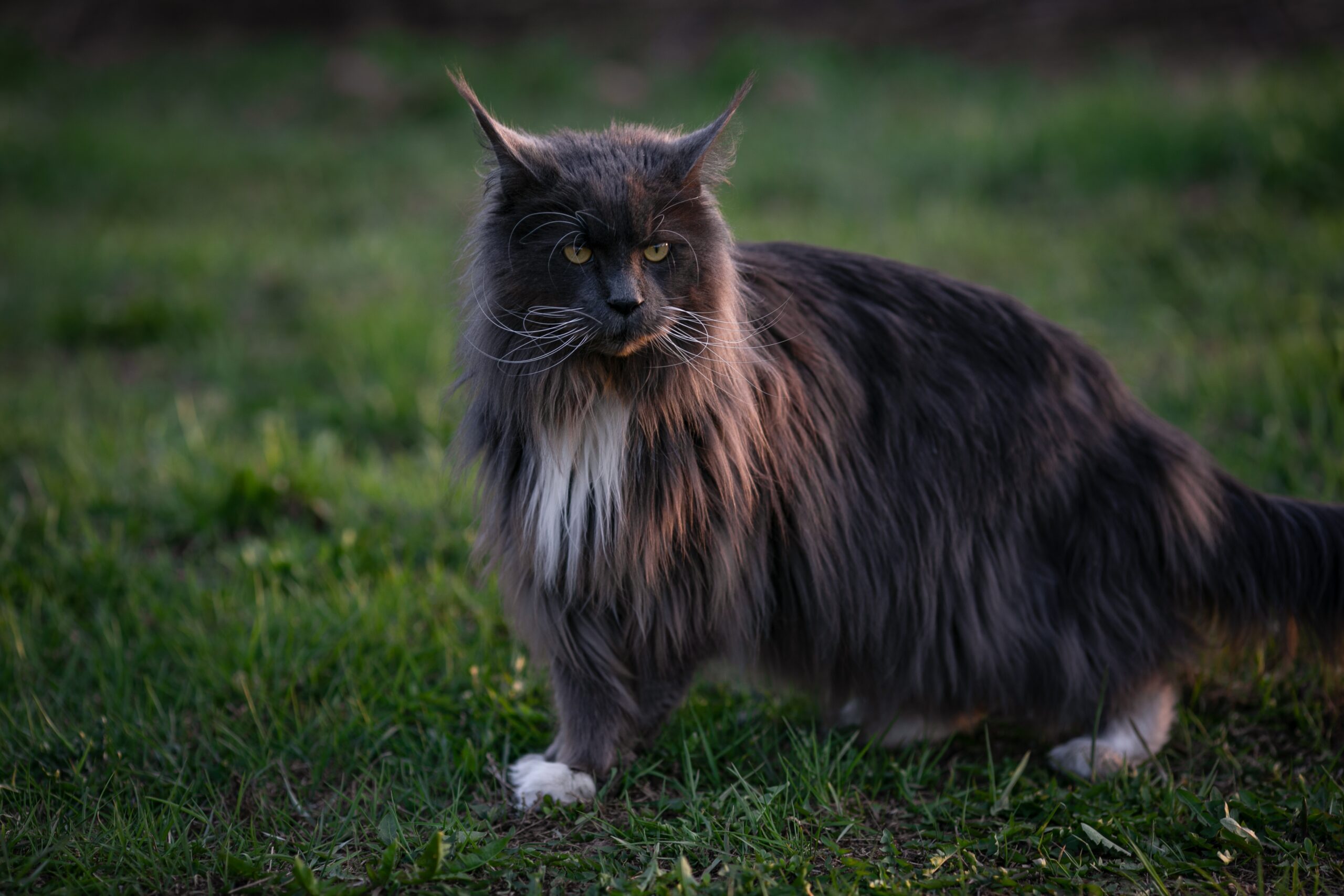 Black Smoke Maine Coon Cats: BREED HISTORY & FACTS