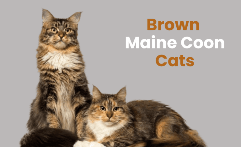 Brown Maine Coon Cats