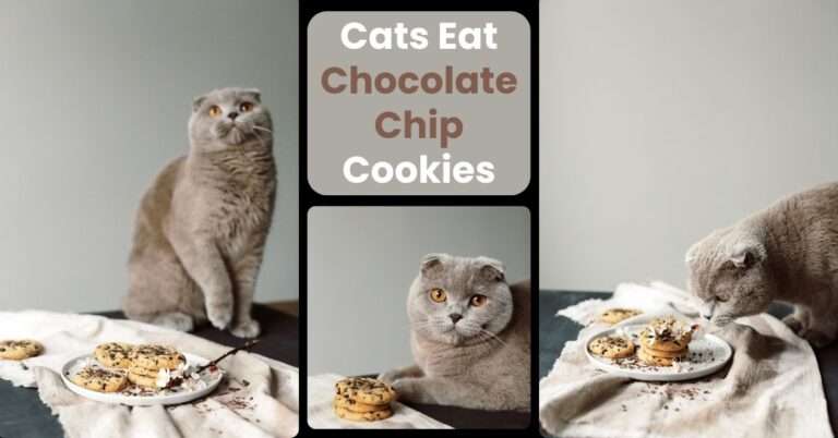 Can Cats Eat Chocolate Chip Cookies? A Quick Guide