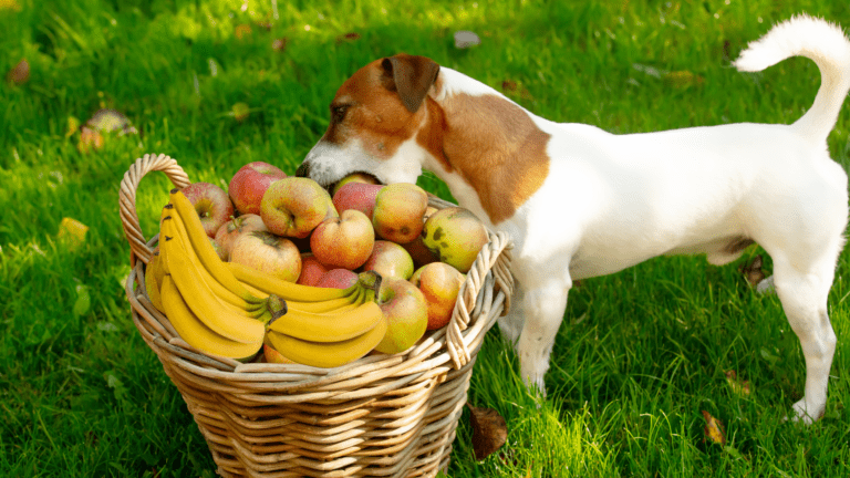 Can Dogs Eat Bananas and Apples