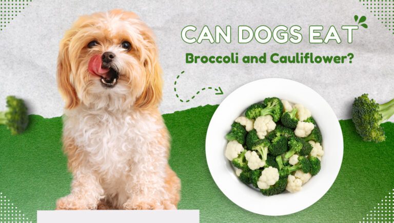 Can Dogs Eat Broccoli and Cauliflower