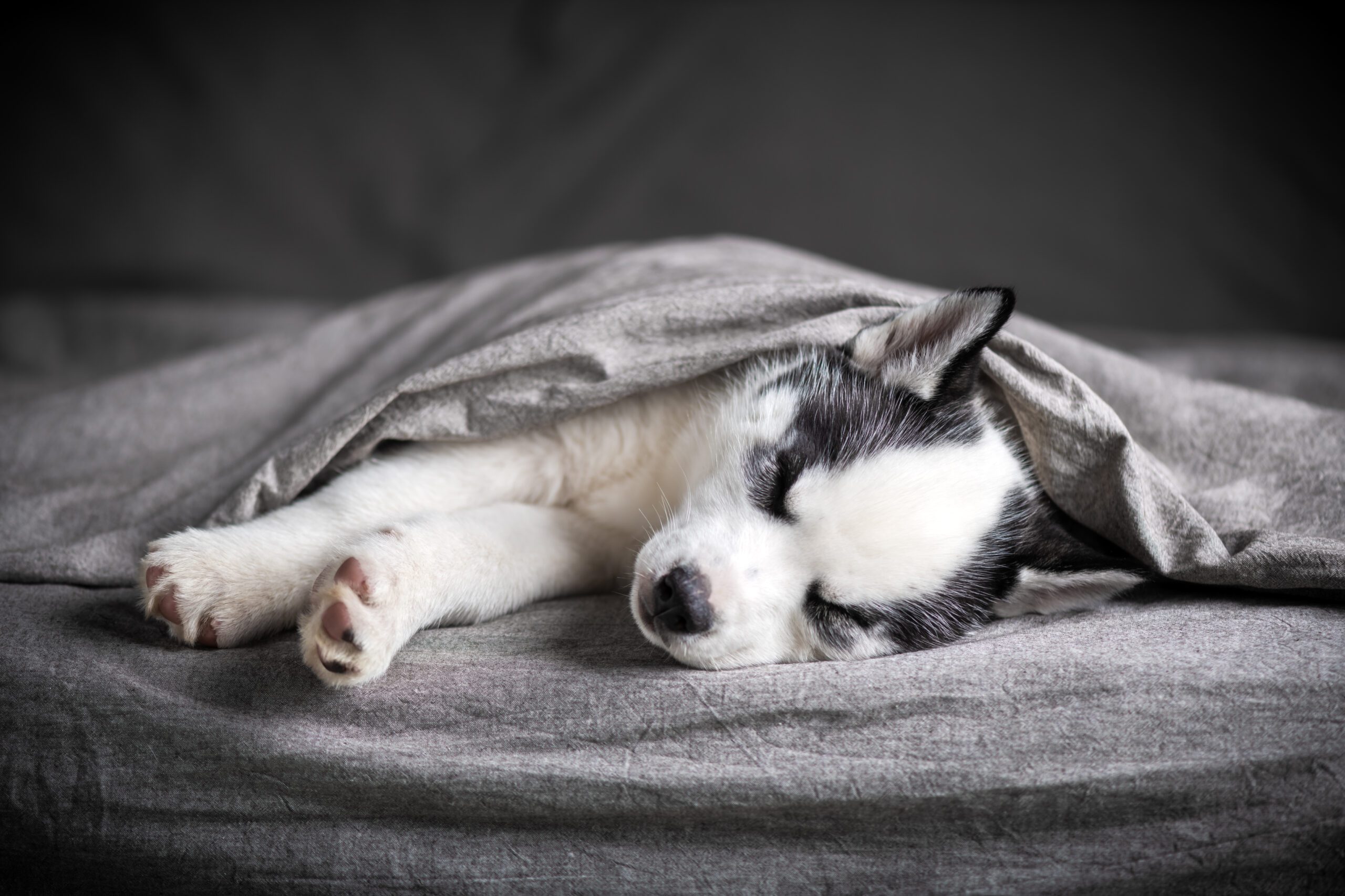 Do dogs sleep at night like humans