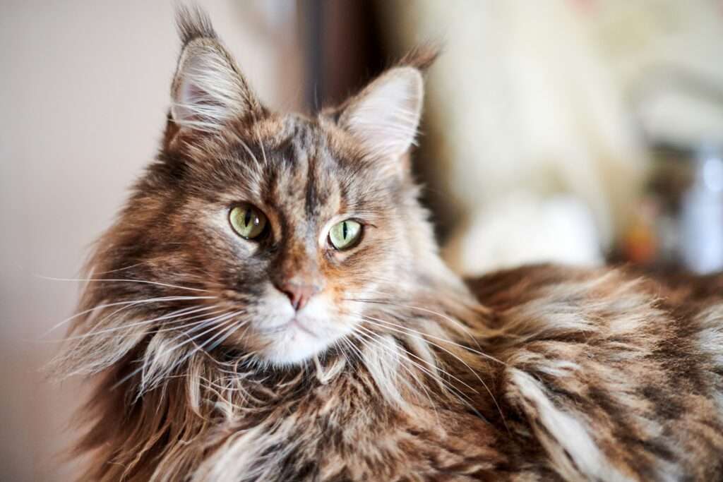 fun facts about maine coons