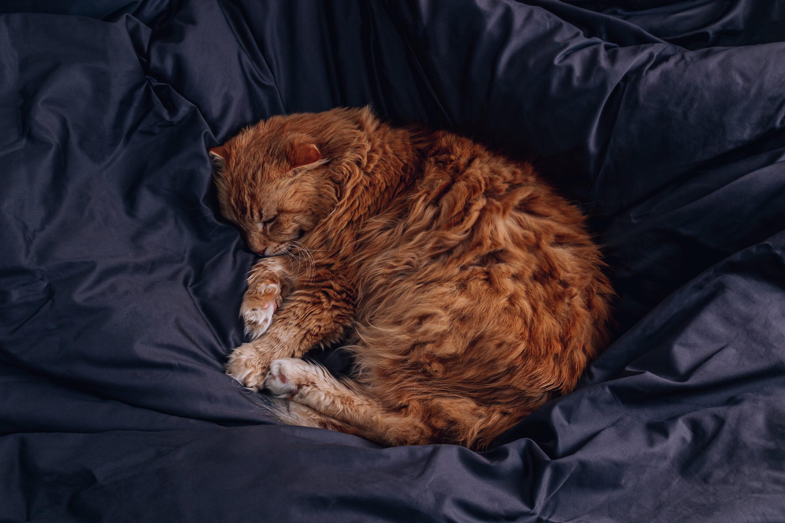 How Long Do Cats Sleep At Night?