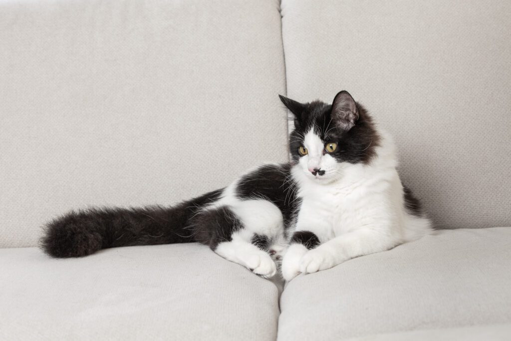 What is a Black And White Maine Coon Cats?