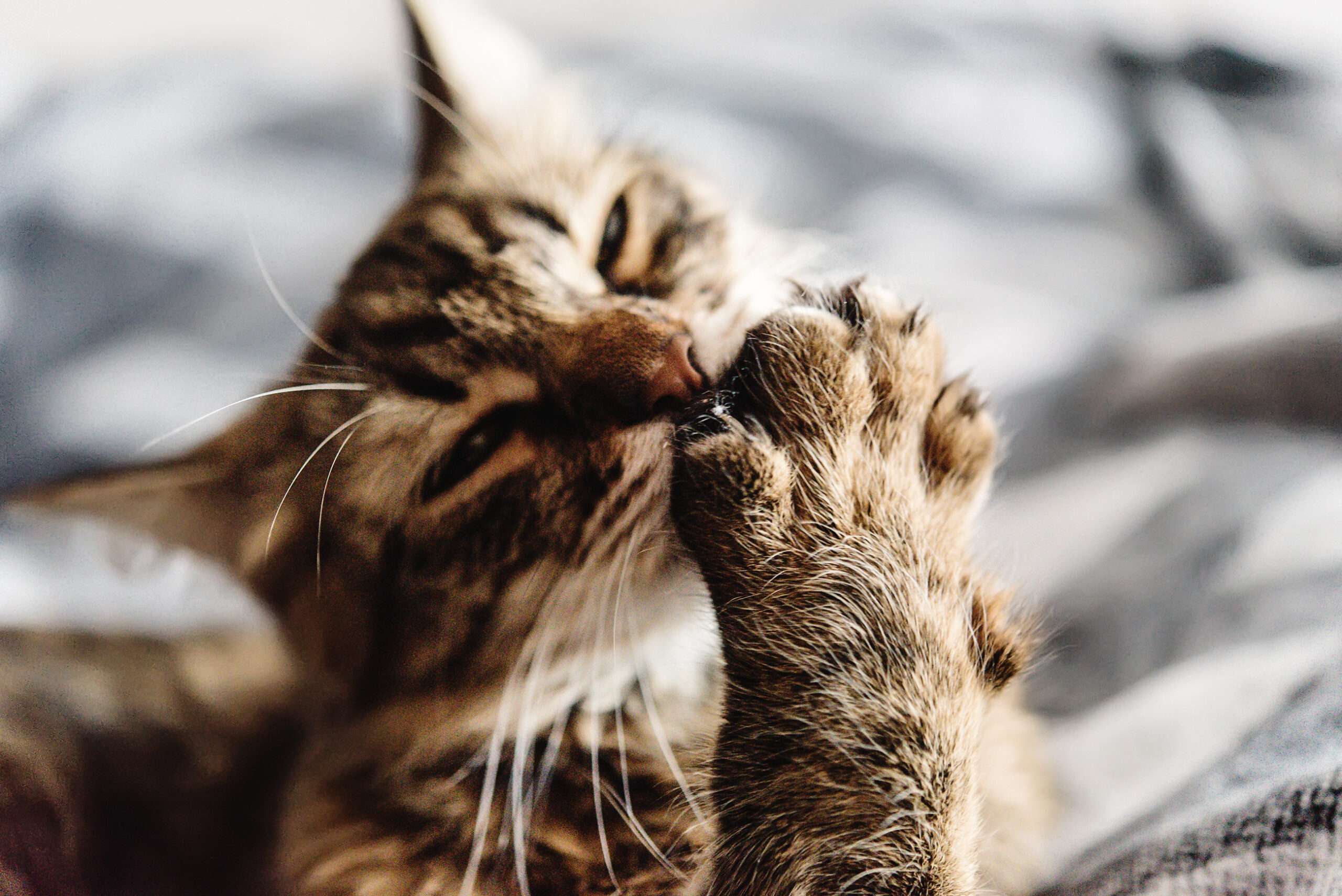 Maine Coon Paws: The Big Secrets of Big Feet