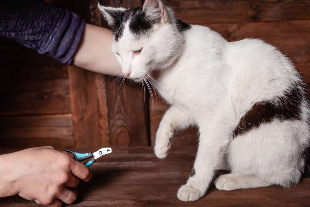 Cat Hates Clippers? Fear Not! 4 Game-Changing Tips