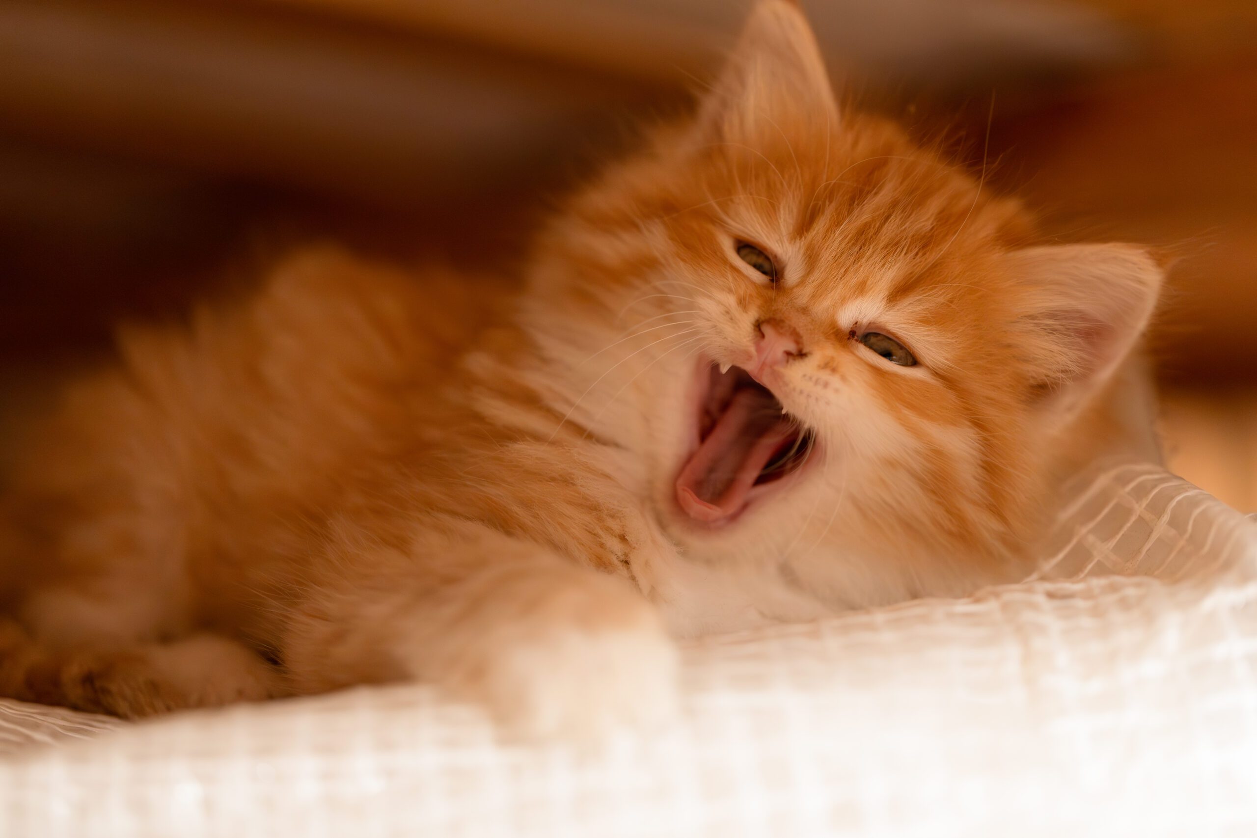 should you ignore a crying kitten at night