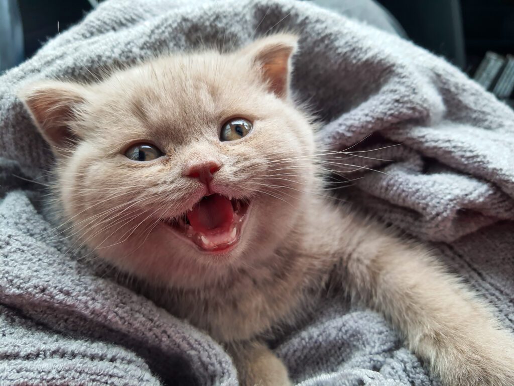 the importance of taking care of a crying kitten