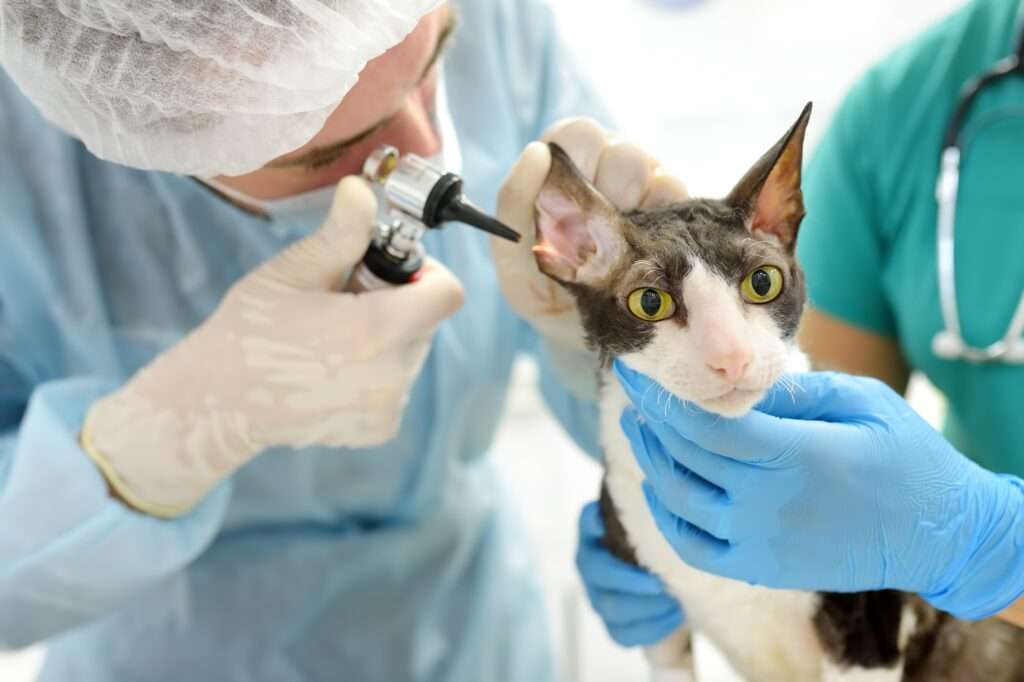 how does a cat get ear mites? How to Treat Ear Mites in Cats.