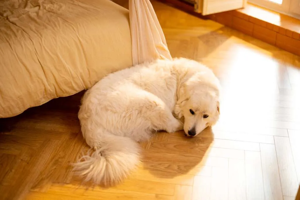 Top Reasons | Why Is My Dog Suddenly Sleeping On The Floor?