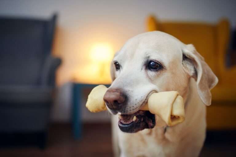 Which Bones Are Safe For Dogs? A Quick Guide