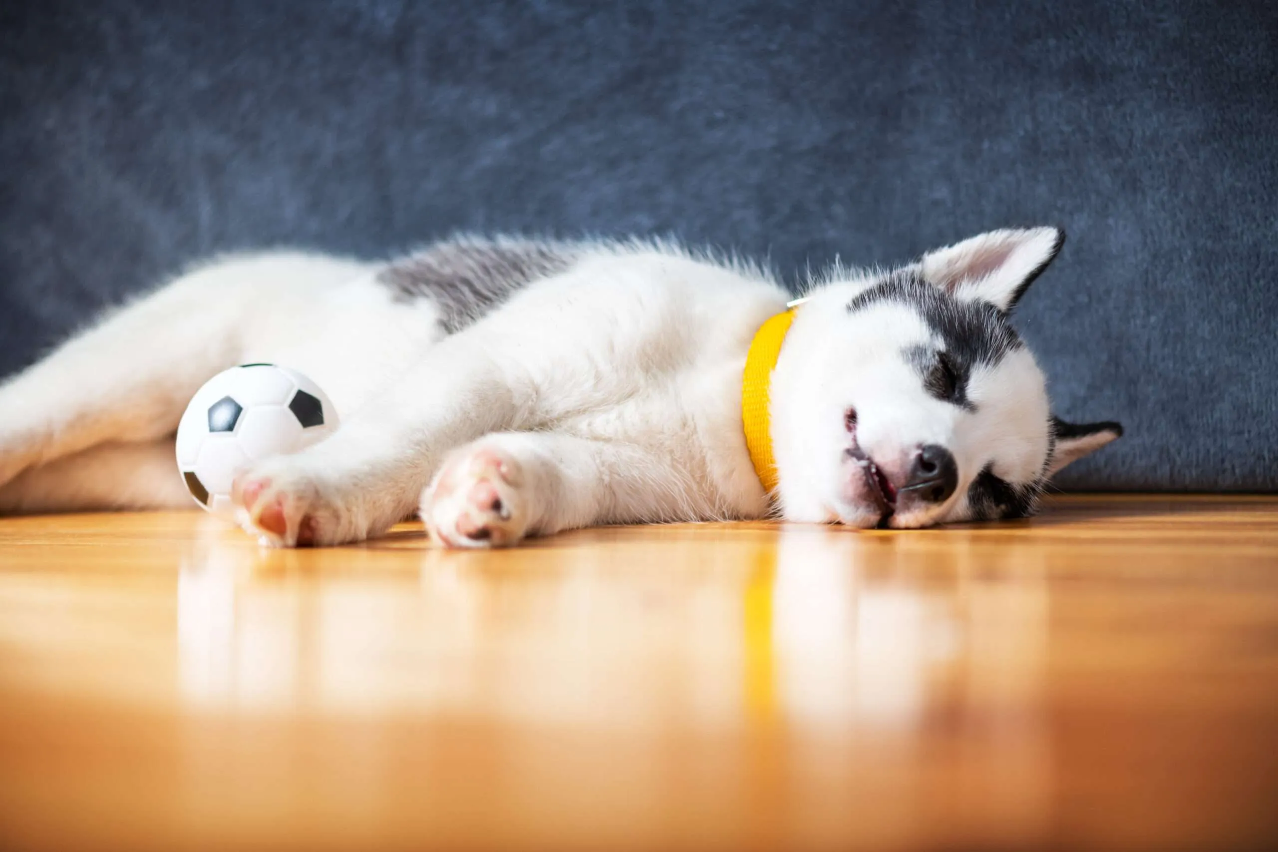 Why Is My Dog Suddenly Sleeping On The Floor?