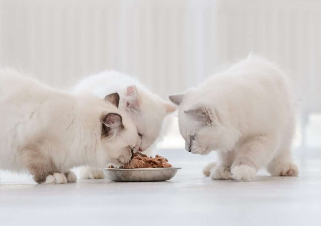 Health Risks of Feeding Canned Tuna to Cats