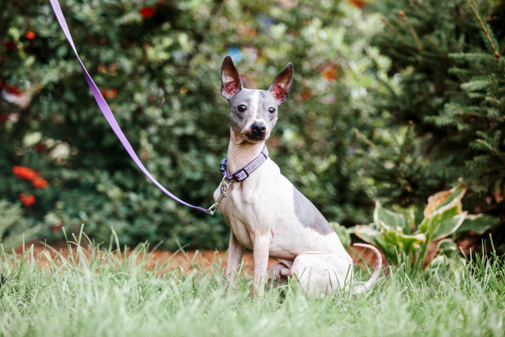 American Hairless Terrier Dog: