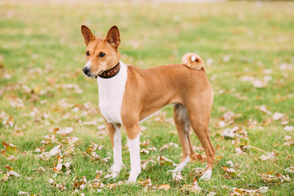 Basenji Dog: