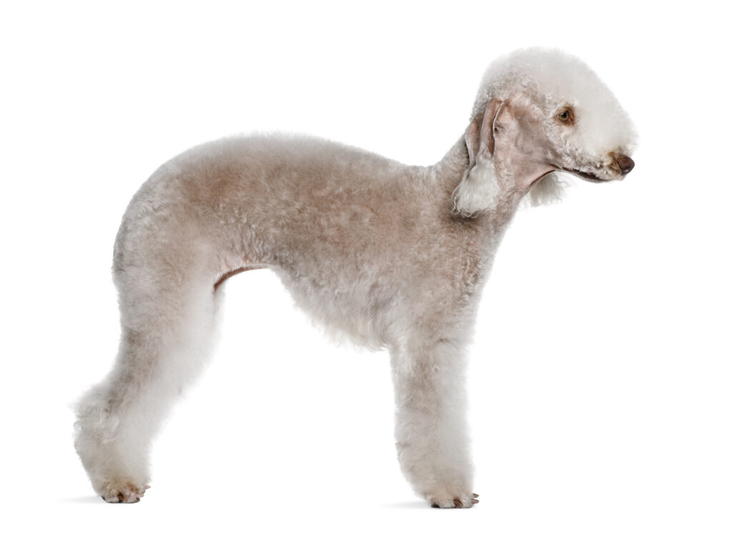 Bedlington Terrier Dog: