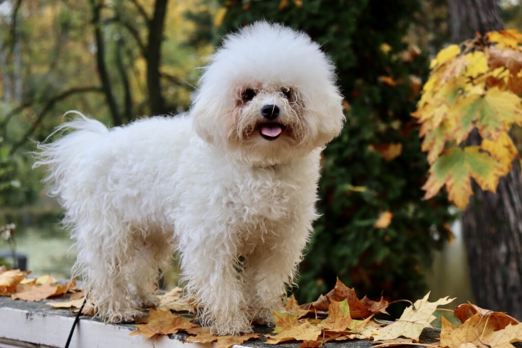 Bichon Frise Dog: