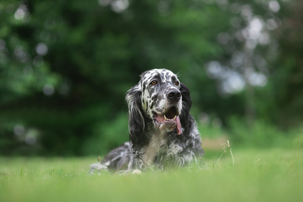 Blue Gris Basset of Bretagne Dog: