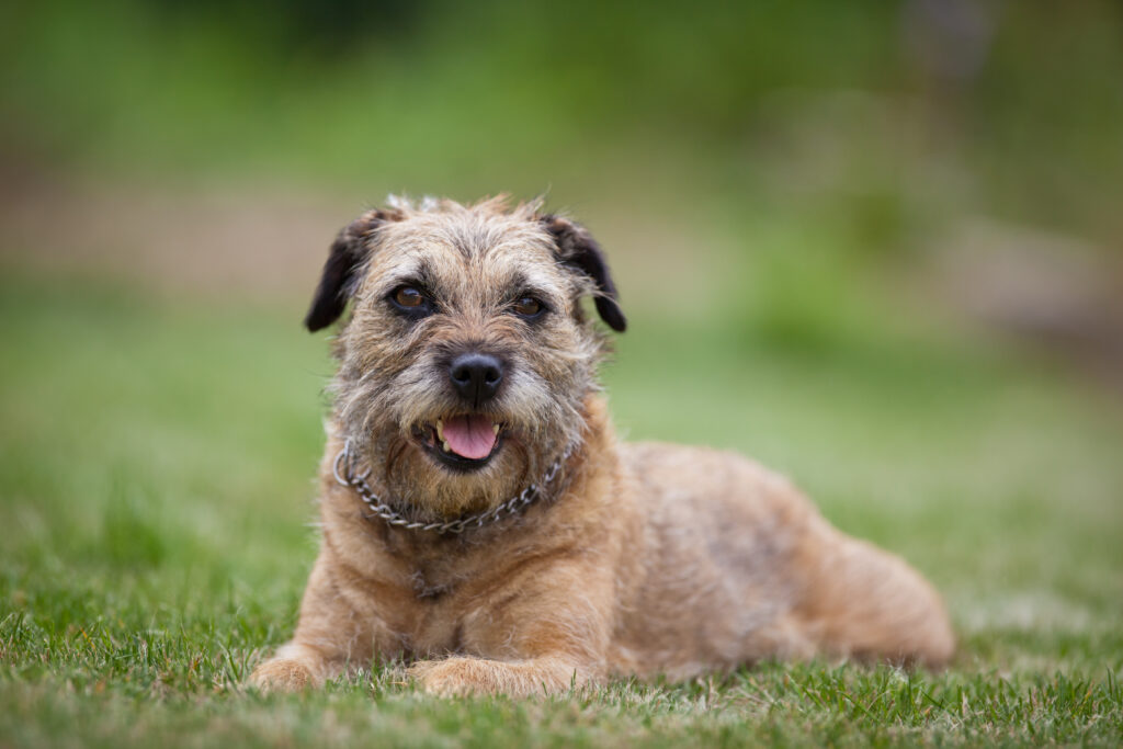 Border Terrier Dog: