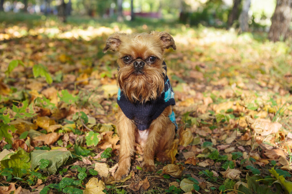 Brussels Griffon Dog: 